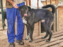 FELIX, Hund, Mischlingshund in Bulgarien - Bild 7