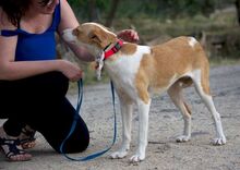 CHICA, Hund, Podenco-Mix in Spanien - Bild 5