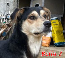 BELLA3, Hund, Mischlingshund in Italien - Bild 1
