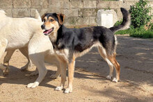 BELLA3, Hund, Mischlingshund in Italien - Bild 3