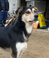 BELLA3, Hund, Mischlingshund in Italien - Bild 6