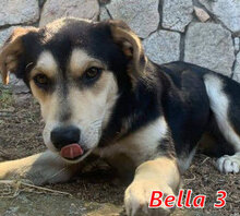 BELLA3, Hund, Mischlingshund in Italien - Bild 7