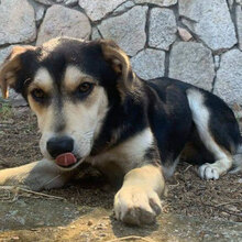 BELLA3, Hund, Mischlingshund in Italien - Bild 9