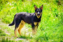 ROXANA, Hund, Deutscher Schäferhund-Mix in Bulgarien - Bild 1