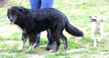 INKA, Hund, Mischlingshund in Bochum - Bild 4