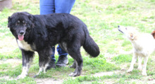 INKA, Hund, Mischlingshund in Bochum - Bild 8