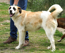 FRANKA, Hund, Mischlingshund in Rumänien - Bild 1