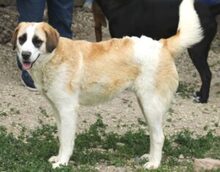 FRANKA, Hund, Mischlingshund in Rumänien - Bild 2