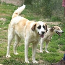 FRANKA, Hund, Mischlingshund in Rumänien - Bild 3