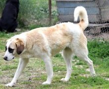FRANKA, Hund, Mischlingshund in Rumänien - Bild 4