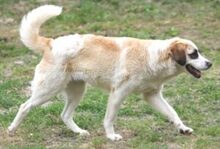 FRANKA, Hund, Mischlingshund in Rumänien - Bild 5