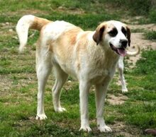 FRANKA, Hund, Mischlingshund in Rumänien - Bild 6