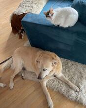 RAGU, Hund, Mischlingshund in Italien - Bild 1