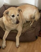 RAGU, Hund, Mischlingshund in Italien - Bild 2