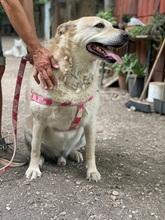 RAGU, Hund, Mischlingshund in Italien - Bild 5