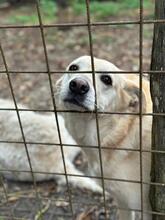 RAGU, Hund, Mischlingshund in Italien - Bild 8