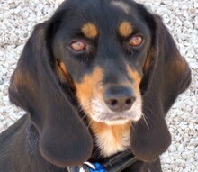 APHRODITE, Hund, Jagdhund-Mix in Zypern - Bild 1