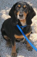 APHRODITE, Hund, Jagdhund-Mix in Zypern - Bild 2