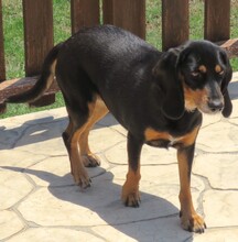 APHRODITE, Hund, Jagdhund-Mix in Zypern - Bild 3