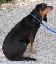 APHRODITE, Hund, Jagdhund-Mix in Zypern - Bild 5