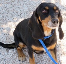 APHRODITE, Hund, Jagdhund-Mix in Zypern - Bild 8
