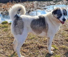 SAMMY, Hund, Mischlingshund in Rumänien - Bild 1
