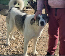 SAMMY, Hund, Mischlingshund in Rumänien - Bild 3