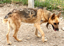 ROKSI, Hund, Deutscher Schäferhund-Mix in Rumänien - Bild 1