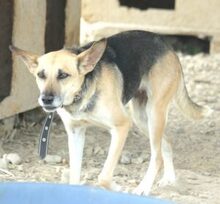 ROMASHIKA, Hund, Deutscher Schäferhund-Mix in Rumänien - Bild 2