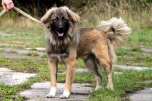 EROSCH, Hund, Kaukasischer Schäferhund-Mix in Neuhausen - Bild 3