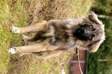 EROSCH, Hund, Kaukasischer Schäferhund-Mix in Neuhausen - Bild 4