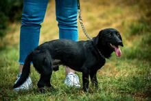 GUIDO, Hund, Mischlingshund in Ungarn - Bild 3