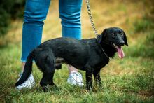 GUIDO, Hund, Mischlingshund in Ungarn - Bild 4