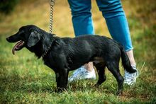 GUIDO, Hund, Mischlingshund in Ungarn - Bild 5