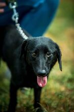 GUIDO, Hund, Mischlingshund in Ungarn - Bild 7