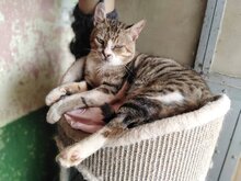 RONIN, Katze, Hauskatze in Bulgarien - Bild 3