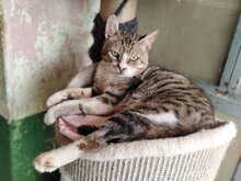 RONIN, Katze, Hauskatze in Bulgarien - Bild 4