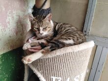 RONIN, Katze, Hauskatze in Bulgarien - Bild 5