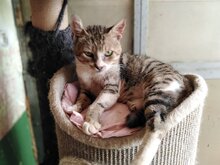 RONIN, Katze, Hauskatze in Bulgarien - Bild 7