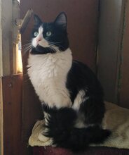 JULE, Katze, Hauskatze in Bulgarien - Bild 4