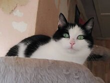 JESSY, Katze, Hauskatze in Bulgarien - Bild 7