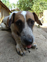 BANDIT, Hund, Mischlingshund in Bulgarien - Bild 9