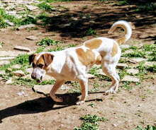 BANDIT, Hund, Mischlingshund in Blekendorf - Bild 11