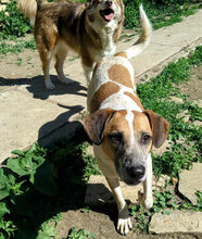 BANDIT, Hund, Mischlingshund in Blekendorf - Bild 13