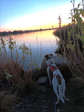 BANDIT, Hund, Mischlingshund in Blekendorf - Bild 4