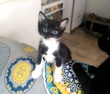 PUMBA, Katze, Hauskatze in Bulgarien - Bild 2