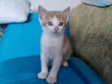 TIMON, Katze, Hauskatze in Bulgarien - Bild 1
