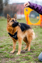 CORA, Hund, Deutscher Schäferhund in Bulgarien - Bild 2