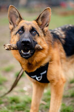 CORA, Hund, Deutscher Schäferhund in Bulgarien - Bild 3