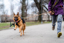 CORA, Hund, Deutscher Schäferhund in Bulgarien - Bild 4
